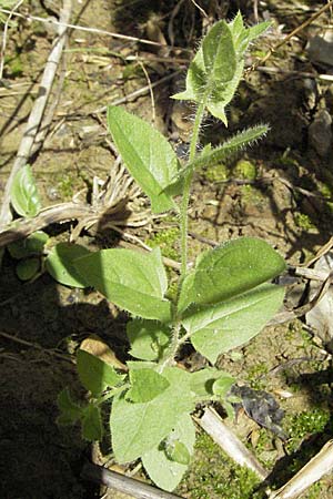 Kickxia elatine \ Spieblttriges Tnnel-Leinkraut / Sharp-Leaved Fluellen, D Mosbach 7.7.2007