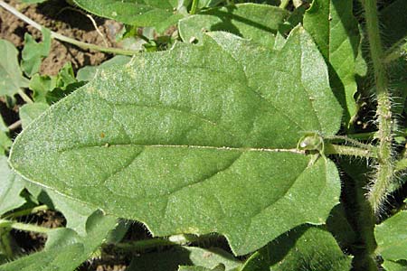 Kickxia elatine / Sharp-Leaved Fluellen, D Mosbach 7.7.2007