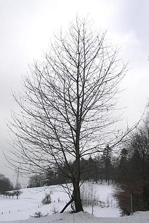 Prunus avium subsp. avium \ Vogel-Kirsche, Wild-Kirsche / Wild Cherry, D Odenwald 7.2.2010