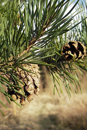 Pinus sylvestris / Scot's Pine, D Rheinstetten-Silberstreifen 31.3.2010