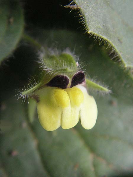 Kickxia spuria \ Unechtes Tnnel-Leinkraut / Round-Leaved Fluellen, D Sinsheim 14.7.2010