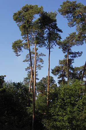 Pinus sylvestris / Scot's Pine, D Büttelborn 22.9.2012