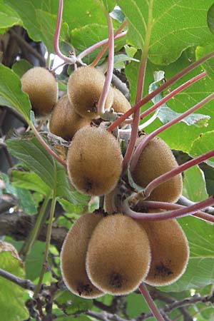 Actinidia chinensis var. deliciosa \ Kiwi, Chinesischer Strahlengriffel / Kiwi Fruit, Chinese Gooseberry, D Weinheim an der Bergstraße, Botan. Gar.  Hermannshof 18.10.2012