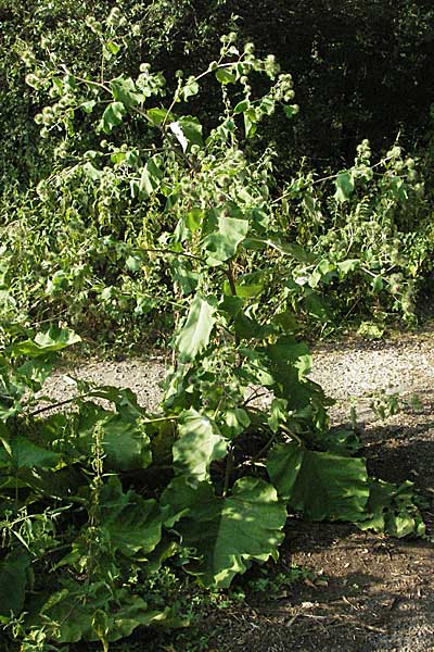 Arctium lappa \ Groe Klette / Greater Burdock, D Mannheim 20.7.2006