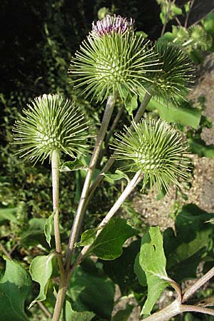 Arctium lappa \ Groe Klette, D Mannheim 20.7.2006