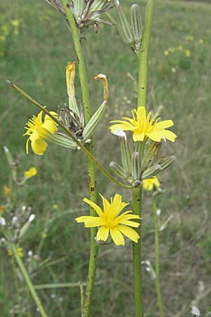 Chondrilla juncea \ Binsen-Knorpellattich, Groer Knorpellattich, D Waghäusel 5.8.2006