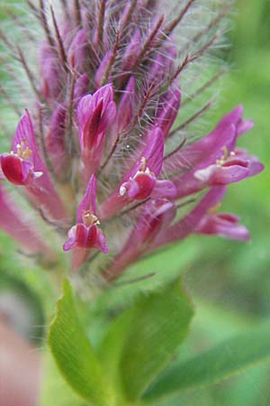 Trifolium rubens \ Purpur-Klee / Long-Spiked Trefoil, Red Trefoil, D Apfelberg 16.6.2007