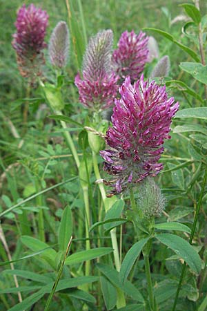 Trifolium rubens \ Purpur-Klee / Long-Spiked Trefoil, Red Trefoil, D Apfelberg 16.6.2007