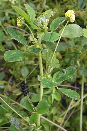 Medicago lupulina / Black Medick, D Viernheim 1.11.2008