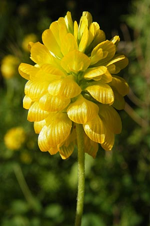 Trifolium aureum \ Gold-Klee / Golden Clover, D Weinheim an der Bergstraße 23.7.2009