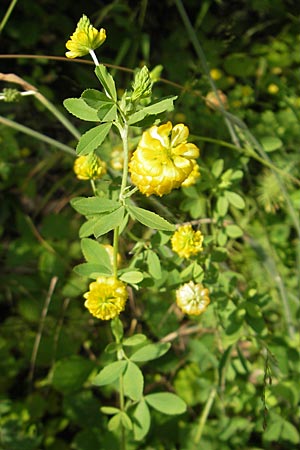 Trifolium aureum \ Gold-Klee / Golden Clover, D Weinheim an der Bergstraße 23.7.2009