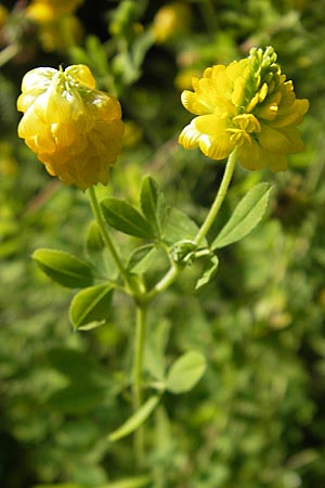 Trifolium aureum \ Gold-Klee, D Weinheim an der Bergstraße 23.7.2009