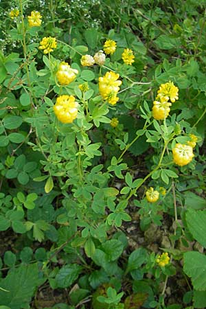 Trifolium aureum \ Gold-Klee, D Weinheim an der Bergstraße 26.7.2009