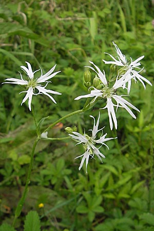 Silene flos-cuculi / Ragged Robin, D Lampertheim 21.5.2012