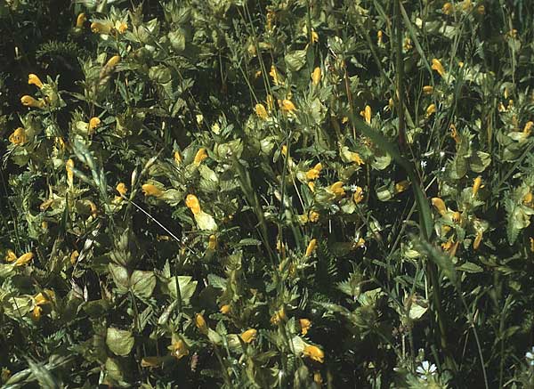 Rhinanthus serotinus \ Groer Klappertopf, D Insel Spiekeroog 11.6.1984