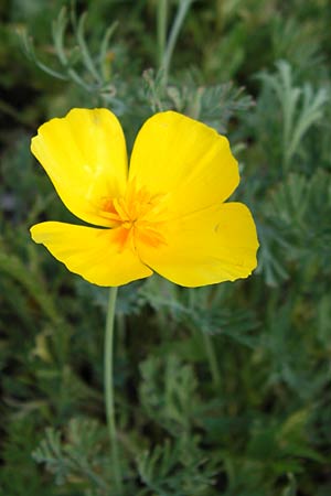 Eschscholzia californica \ Kalifornischer Kappen-Mohn, Goldmohn / California Poppy, D Kehl 28.7.2012