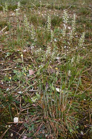 Koeleria macrantha \ Zierliches Schillergras, Steppen-Kammschmiele / Prairie June Grass, D Ober-Mörlen 24.5.2014