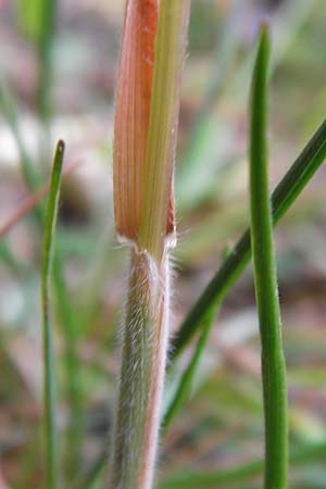 Koeleria macrantha \ Zierliches Schillergras, Steppen-Kammschmiele / Prairie June Grass, D Ober-Mörlen 24.5.2014