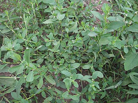 Polygonum aviculare \ Echter Vogel-Knterich / Common Knotgrass, English Knotgrass, D Mannheim 18.5.2006