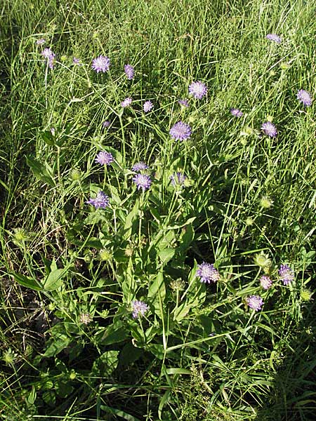 Knautia dipsacifolia \ Wald-Witwenblume, D Schriesheim-Altenbach 23.6.2006