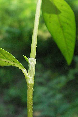 Persicaria hydropiper \ Wasserpfeffer-Knterich, Pfeffer-Knterich / Water-Pepper, D Odenwald, Schönau 24.6.2006