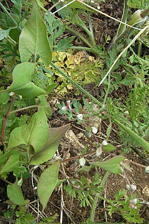 Fallopia convolvulus / Black Bindweed, D Neuleiningen 1.7.2006