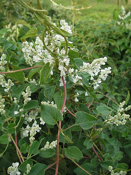 Fallopia baldschuanica \ Asiatischer Schlingknterich, Schling-Flgelknterich / Russian Vine, D Viernheim 7.7.2006