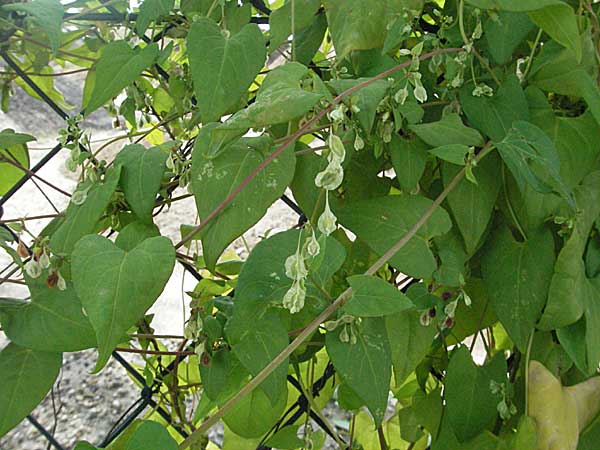 Fallopia dumetorum \ Hecken-Windenknterich / Copse Bindweed, D Mannheim 2.9.2006