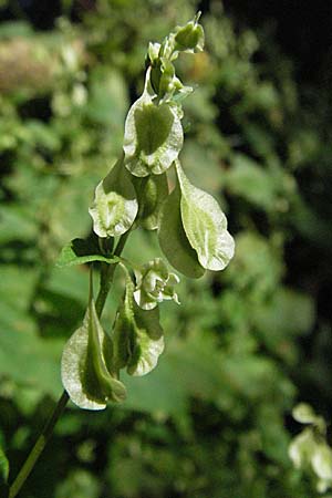 Fallopia dumetorum \ Hecken-Windenknterich / Copse Bindweed, D Mörfelden 9.9.2006