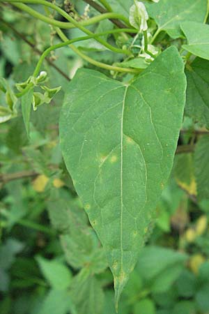 Fallopia dumetorum \ Hecken-Windenknterich / Copse Bindweed, D Mannheim 10.9.2006