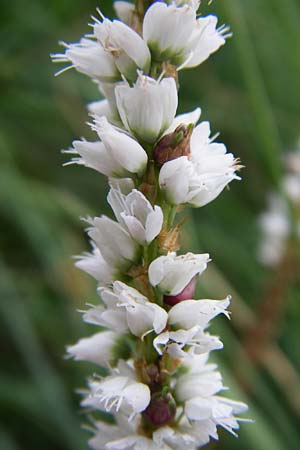 Bistorta vivipara \ Knllchen-Knterich / Alpine Bistort, D Hurlach 8.6.2008