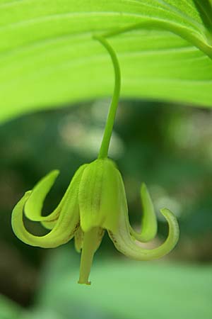 Streptopus amplexifolius / Twisted Stalk, D Black-Forest, Feldberg 29.6.2008