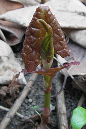 Fallopia x bohemica \ Hybrid-Stauden-Knterich / Hybrid Knodweed, D Mannheim 5.4.2009