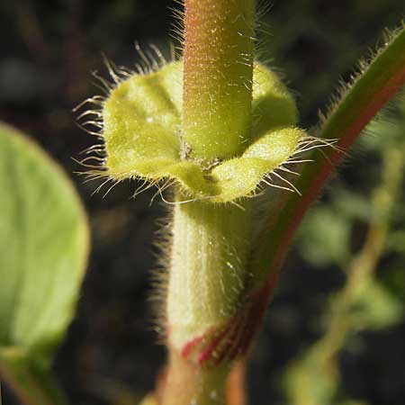 Persicaria orientalis \ Orientalischer Knterich / Oriental Smartweed, Oriental Knotweed, D Mannheim 6.9.2009