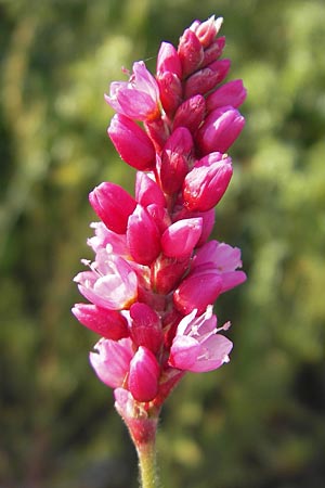 Persicaria orientalis \ Orientalischer Knterich / Oriental Smartweed, Oriental Knotweed, D Mannheim 6.9.2009