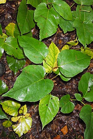 Fallopia x bohemica \ Hybrid-Stauden-Knterich / Hybrid Knodweed, D Heidelberg 4.10.2012