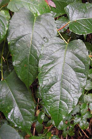 Fallopia x bohemica \ Hybrid-Stauden-Knterich / Hybrid Knodweed, D Heidelberg 4.10.2012