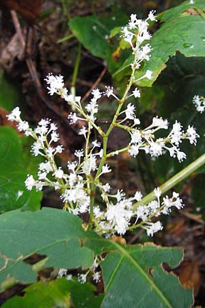 Fallopia x bohemica \ Hybrid-Stauden-Knterich / Hybrid Knodweed, D Heidelberg 4.10.2012