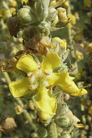 Verbascum thapsus \ Kleinbltige Knigskerze, D Mannheim 20.7.2006