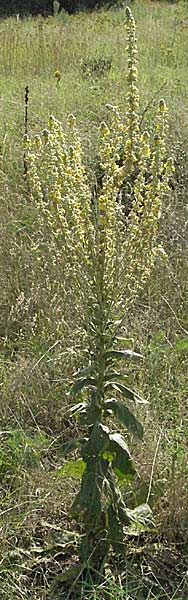 Verbascum thapsus \ Kleinbltige Knigskerze / Great Mullein, Aaron's Rod, D Mannheim 20.7.2006