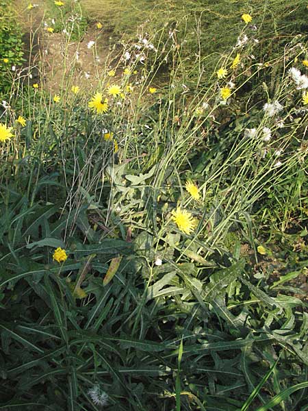 Sonchus arvensis \ Acker-Gnsedistel / Perennial Sow-Thistle, Common Field Sow-Thistle, D Lampertheim 15.10.2006