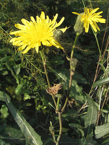 Sonchus arvensis \ Acker-Gnsedistel / Perennial Sow-Thistle, Common Field Sow-Thistle, D Lampertheim 15.10.2006