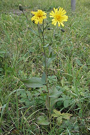 Hieracium lachenalii \ Gewhnliches Habichtskraut / Lachenal's Hawkweed, D Thüringen, Sondershausen 2.11.2006