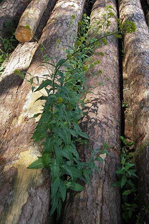 Sisymbrium strictissimum \ Steife Rauke, D Wutach - Schlucht 12.6.2011