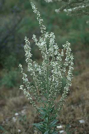 Verbascum lychnitis \ Mehlige Knigskerze / White Mullein, D Mannheim 24.7.2005