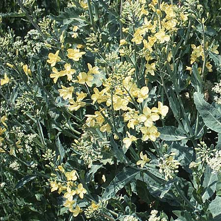 Brassica oleracea \ Klippen-Kohl, Wild-Kohl / Wild Cabbage, D Helgoland 2.6.1980