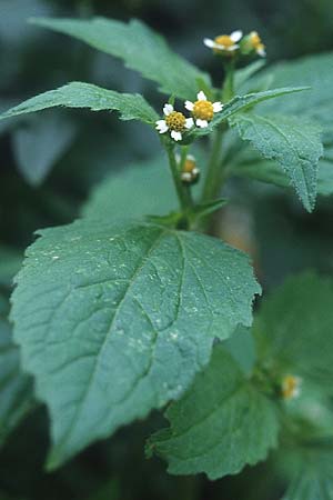 Galinsoga ciliata \ Behaartes Knopfkraut, Behaartes Franzosenkraut / Shaggy Soldier, D Mannheim 4.9.2005