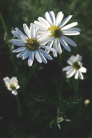 Tripleurospermum perforatum \ Geruchlose Kamille / Scentless Mayweed, D Mannheim 6.11.2005