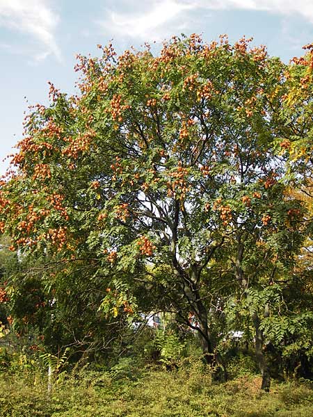 Koelreuteria paniculata \ Rispiger Blasenbaum, Blasen-Esche, D Mannheim 16.9.2012