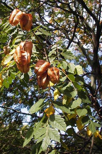 Koelreuteria paniculata \ Rispiger Blasenbaum, Blasen-Esche / Golden Rain Tree, D Mannheim 16.9.2012